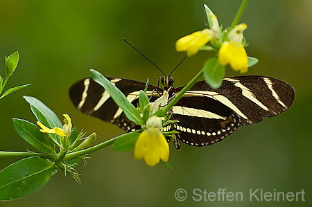 036 Zebra-Falter - Heliconius charitonius